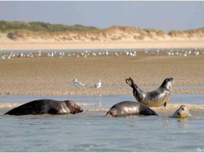 Holiday park Strandhaus in Frankreich an der Küste - Environment photo 30
