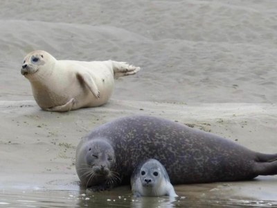 Holiday park Wohnung in Frankreich mit Gartenterrasse - Environment photo 28