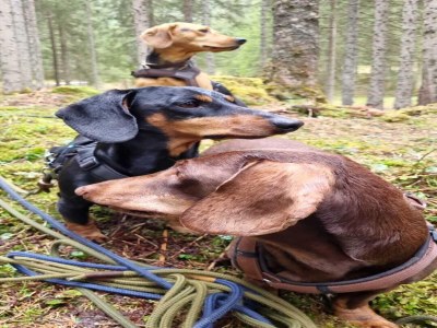 Holiday house Ferienhaus in Flachau - Environment photo 31