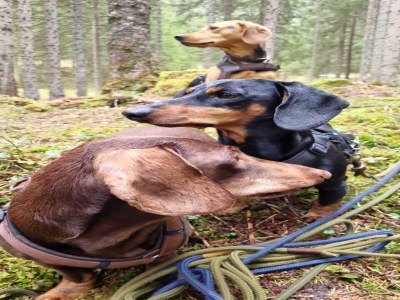 Holiday house Ferienhaus in Flachau - Environment photo 33