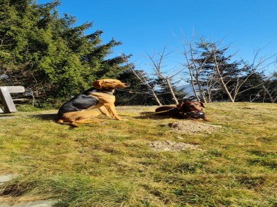Holiday house Ferienhaus in Flachau - Environment photo 35