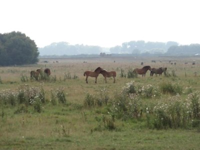 Holiday park Lodge in Schaijk nahe grünen Wäldern - Environment photo 15