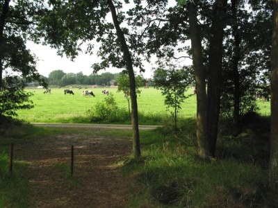 Holiday park Villa in Schaijk nahe Waldpark - Environment photo 17