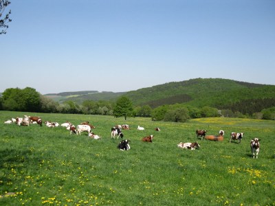 Holiday apartment Anita Wald - Environment photo 22