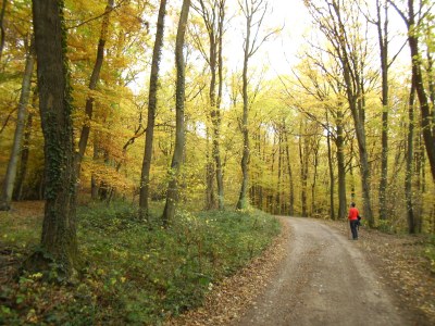 Holiday apartment Anita Wald - Environment photo 24