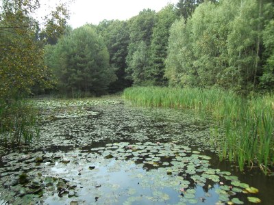 Holiday apartment Anita Wald - Environment photo 25