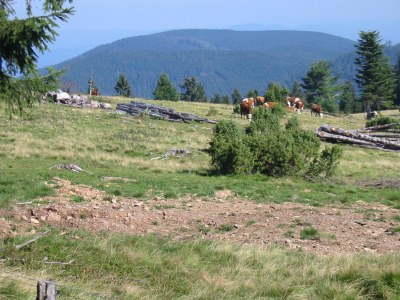 Holiday apartment Reiner in Schonach im Schwarzwald - Environment photo 21