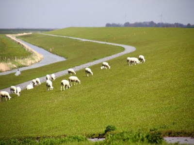 Holiday house Ferienhaus Albatros in Neßmersiel - Outdoor photo 17