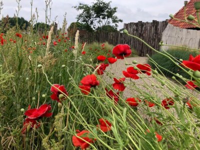 Holiday park Bungalow mit Terrasse in Bedafse Bergen - Environment photo 12