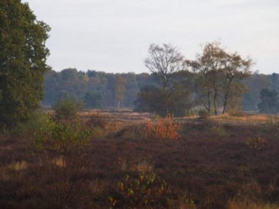 Holiday park Wohnung in den Niederlanden bei Natur - Environment photo 24