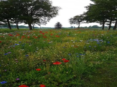 Holiday park Wohnung in den Niederlanden bei Natur - Environment photo 31