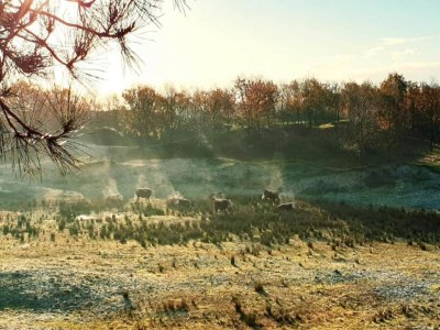 Holiday park Bungalow by North Sea Beach with Private Garden - Environment photo 14