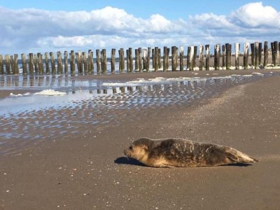 Holiday park Villa in Domburg near North Sea Beach - Environment photo 8