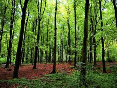 Holiday park Dune Villa in Kijkduin with Garden - Environment photo 22