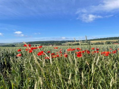 Holiday park Bungalow im Feriendorf Uslar mit Gartenterrasse - Environment photo 22