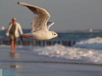 Holiday park Sonniger Kurzurlaub in Zeeland - Outdoor photo 40