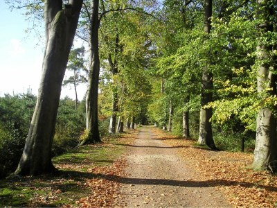 Holiday park Quiet Villa in Lower Saxony - Environment photo 13