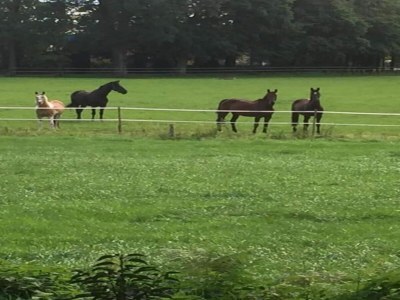 Holiday park Villa mit modernem Touch - Environment photo 17