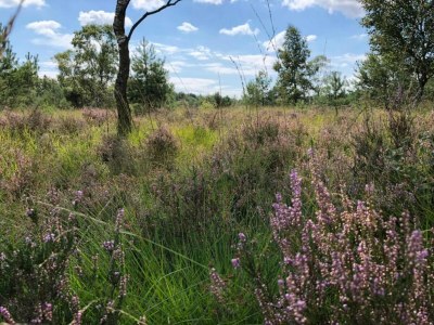 Holiday park Einzigartige Fachwerkvilla - Environment photo 27