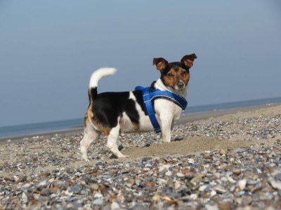 Holiday park Stilvoller Kurzurlaub in Zeeland - Outdoor photo 40