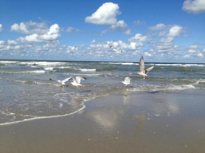 Holiday park Bungalow in Dunes with Nautical Charm - Environment photo 22