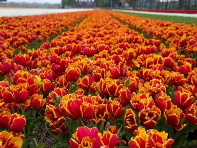 Holiday park Bungalow in Netherlands with Dune Garden - Environment photo 24