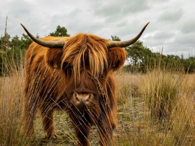 Holiday park Villa in Someren nahe Somerense Heide - Outdoor photo 39