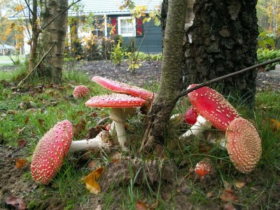 Holiday park Ruhiger Kurzurlaub in Dalfsen - Environment photo 26