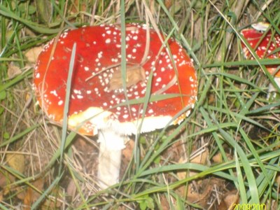 Holiday park Quiet Glade Stay with Kid - Outdoor photo 3