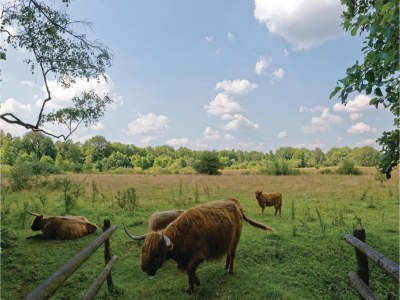 Holiday park Entspannender Rückzugsort im Wald - Environment photo 21