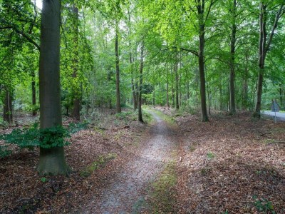 Holiday park Entspannender Rückzugsort im Wald - Environment photo 37