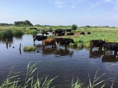 Holiday park Giethoorn Villa with Modern Touch - Environment photo 33