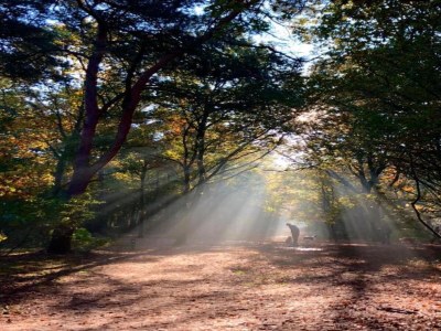 Holiday park Bungalow in Wolfsven am Naturgebiet - Outdoor photo 29