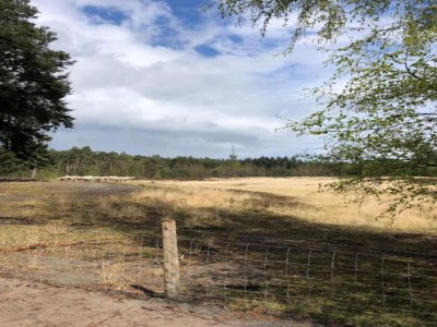 Holiday park Lodge in Bospark with Sauna & Garden - Environment photo 19