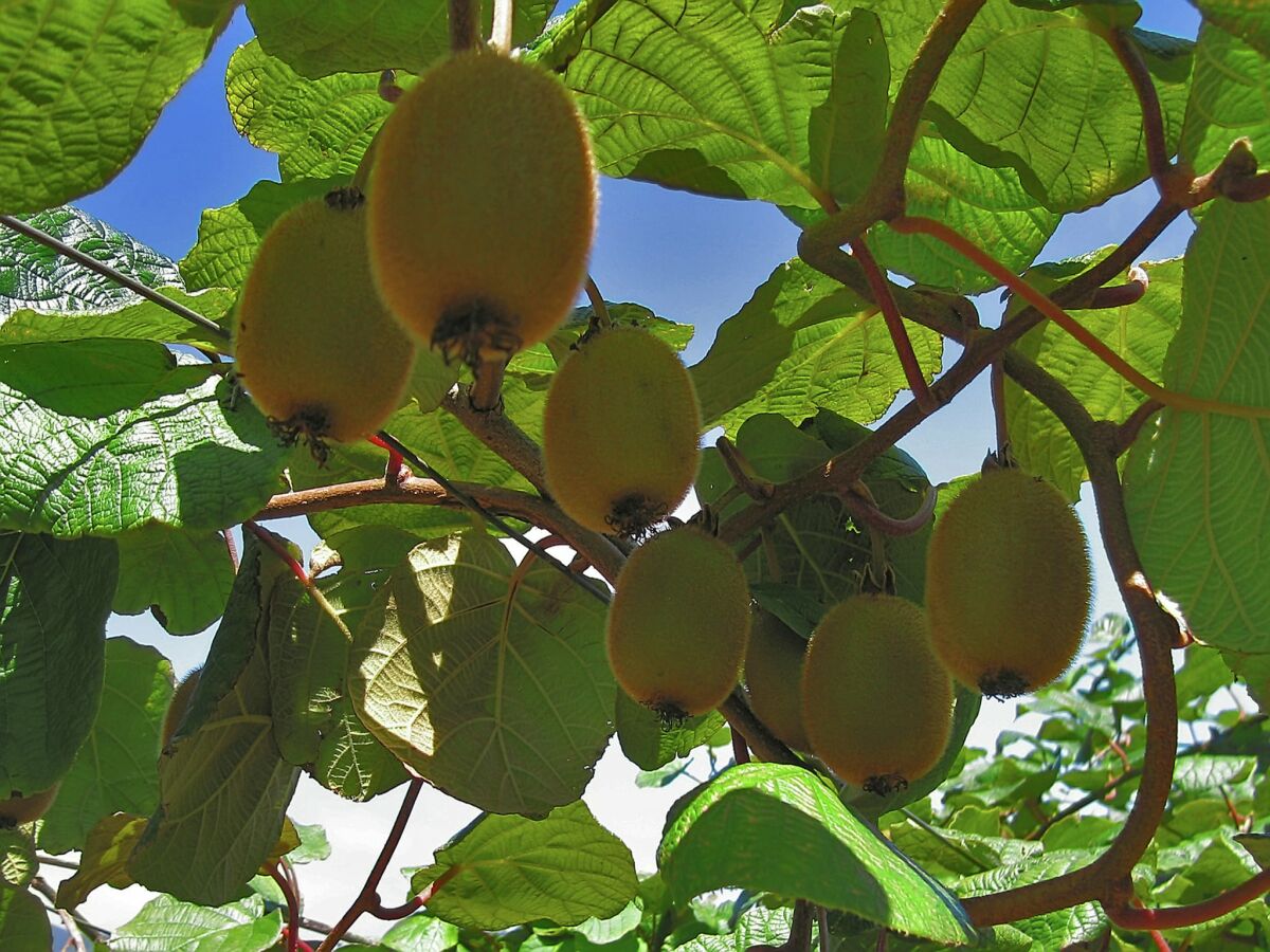 Holiday park Villa-Ausflug in Santo António da Serra - Outdoor photo 5