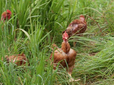 Holiday park Villa-Ausflug in Santo António da Serra - Environment photo 18