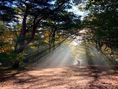 Holiday park Air-Conditioned Chalet near Eindhoven - Environment photo 23