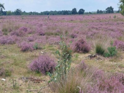 Holiday park Chalet in De Peel near Forest - Environment photo 12