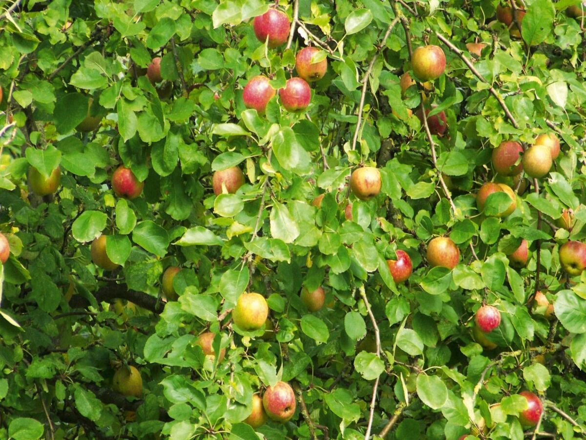 Holiday park Ferienhaus in Hornberg bei Triberg - Outdoor photo 5