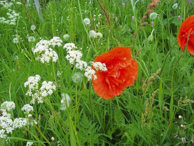 Holiday park Ferienhaus in Hornberg bei Triberg - Outdoor photo 4