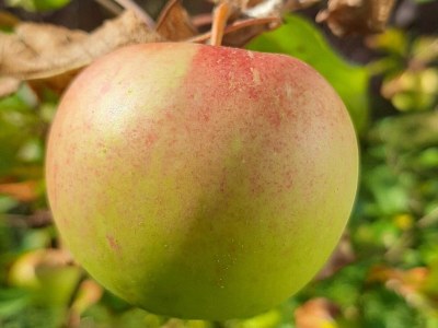 Holiday park Ferienhaus in Hornberg bei Triberg - Outdoor photo 6