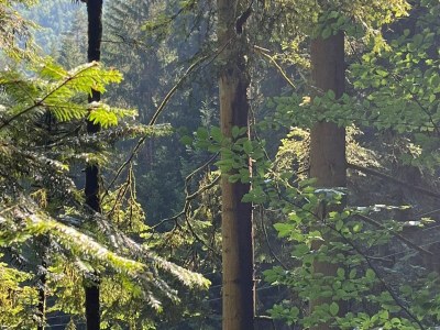 Holiday park Ferienhaus in Hornberg bei Triberg - Environment photo 18