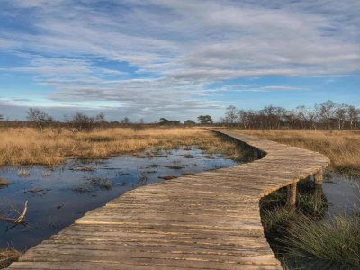 Holiday park Bungalow in Park De Peel - Car-Free Retreat - Environment photo 12