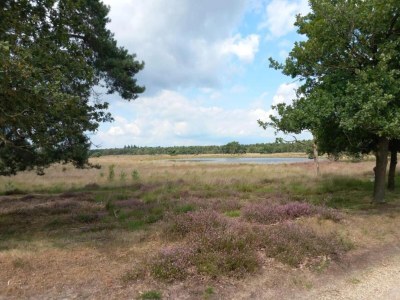 Holiday park Bungalow in Park De Peel - Car-Free Retreat - Environment photo 20