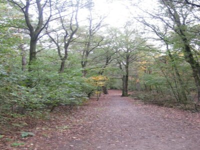 Holiday park Bungalow in Park De Peel - Car-Free Retreat - Environment photo 23