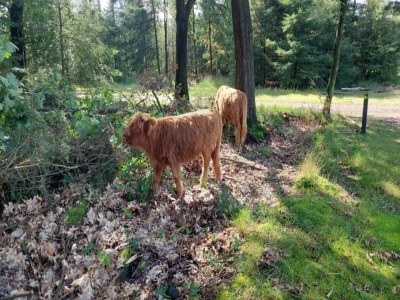 Holiday park Bungalow in De Peel am ruhigen Wald - Environment photo 14