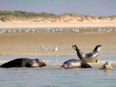 Holiday park Chalet am See mit Pool in Quend-Plage - Environment photo 22