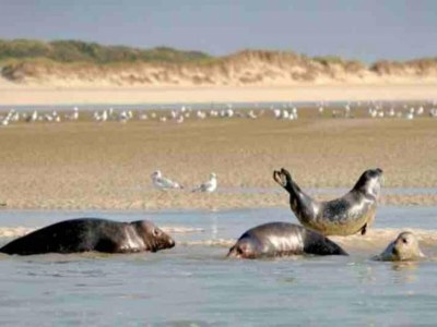 Holiday park Chalet in France near the Beach & Pool - Environment photo 29