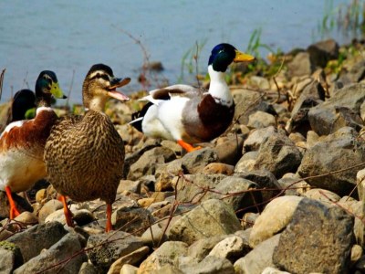 Holiday park Family & Pet Escape | Arcen - Environment photo 11