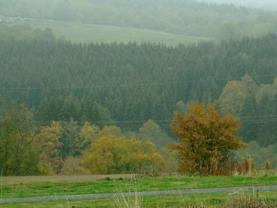 Holiday park Bungalow in der Eifel am Waldrand - Environment photo 37